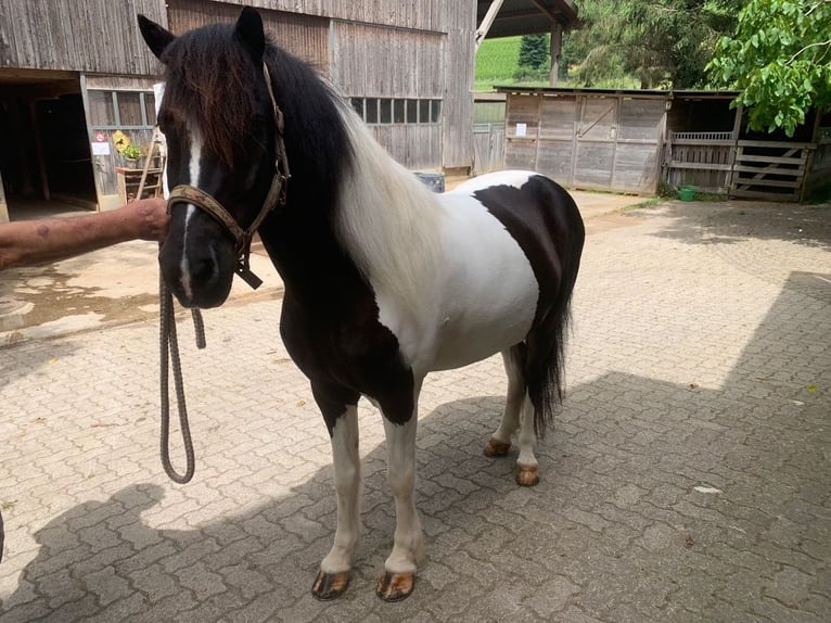 Icelandic Horse Gelding 11 years 14.1 hh Pinto in Osterfingen