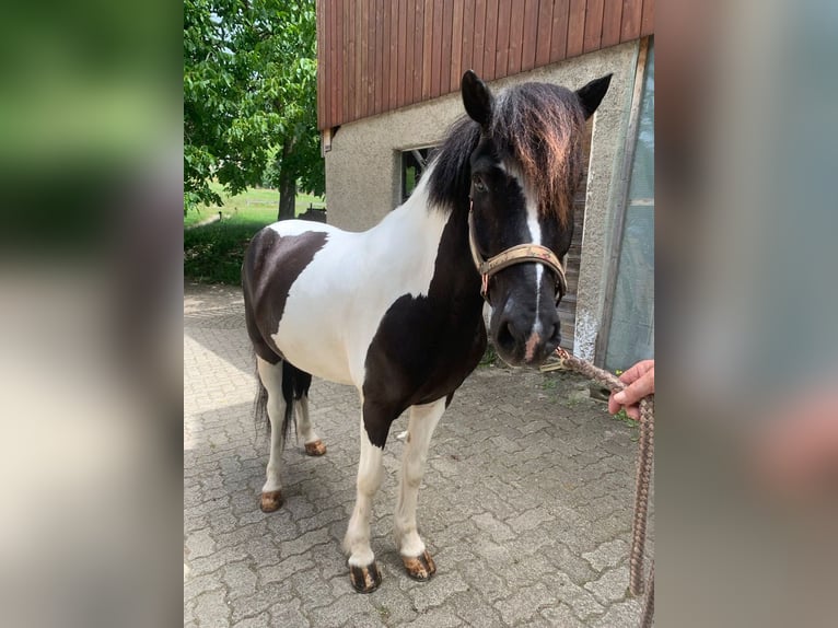 Icelandic Horse Gelding 11 years 14.1 hh Pinto in Osterfingen