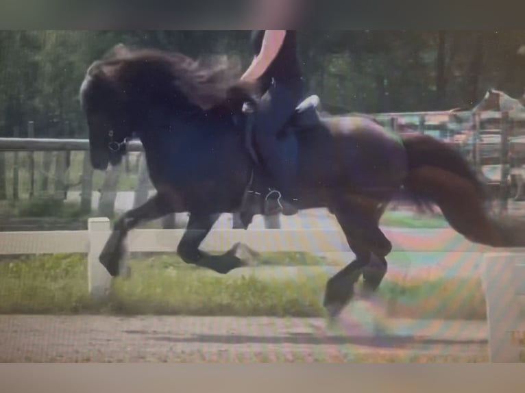 Icelandic Horse Gelding 11 years 14.2 hh Black in Kiefersfelden