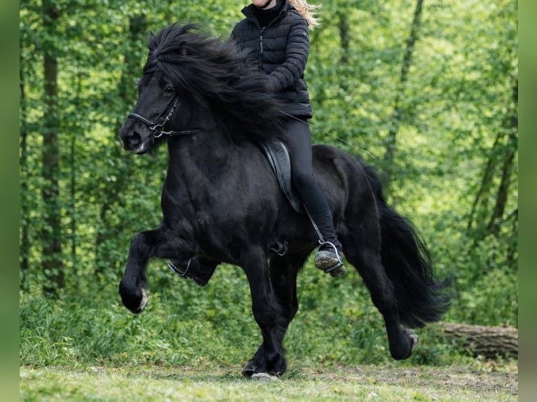 Icelandic Horse Gelding 11 years 14.2 hh Black in Kiefersfelden