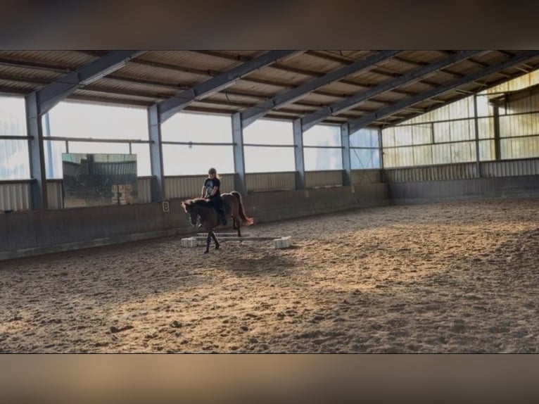 Icelandic Horse Mix Gelding 11 years 14.3 hh Black in Bergen