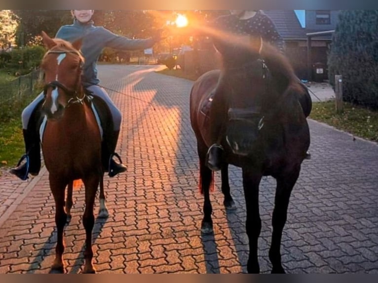 Icelandic Horse Mix Gelding 11 years 14.3 hh Black in Bergen