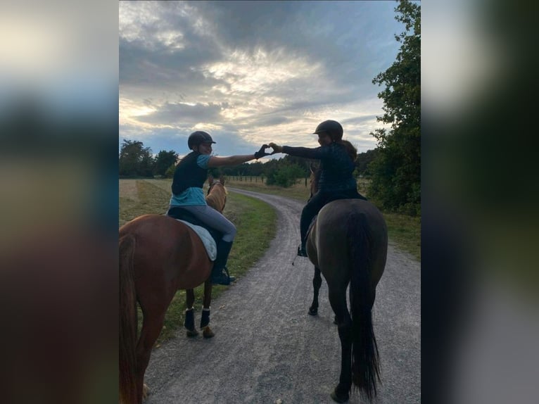 Icelandic Horse Mix Gelding 11 years 14.3 hh Black in Bergen