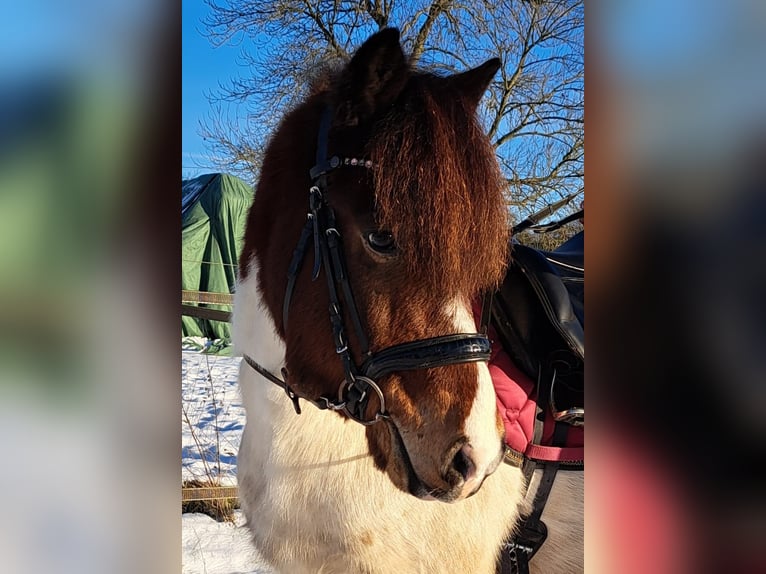 Icelandic Horse Gelding 11 years 14 hh Pinto in Iserlohn Icelandic Horse Gelding 11 years 14 hh Pinto in Iserlohn
