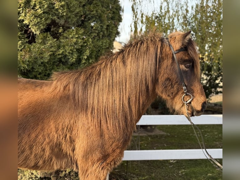 Icelandic Horse Gelding 11 years 14,1 hh Brown in Lochen am See