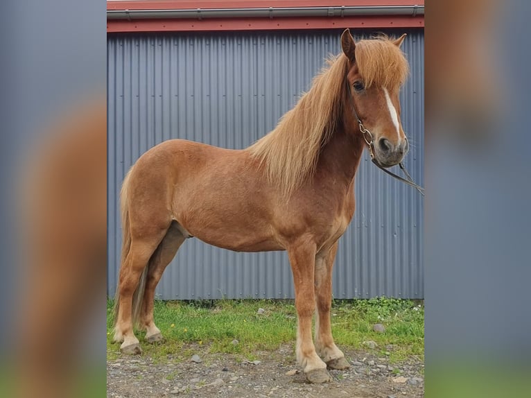 Icelandic Horse Gelding 11 years 14,1 hh Chestnut-Red in Lochen am See