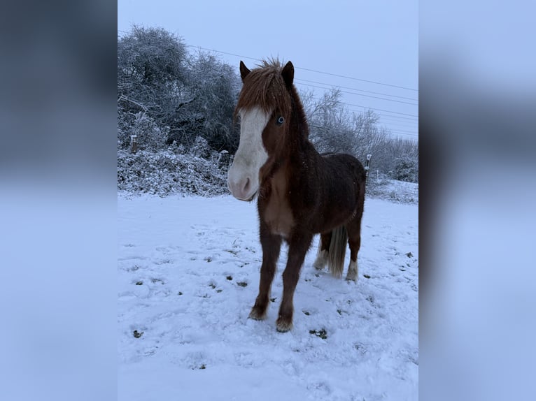 Icelandic Horse Gelding 11 years 14,1 hh Chestnut-Red in Condécourt