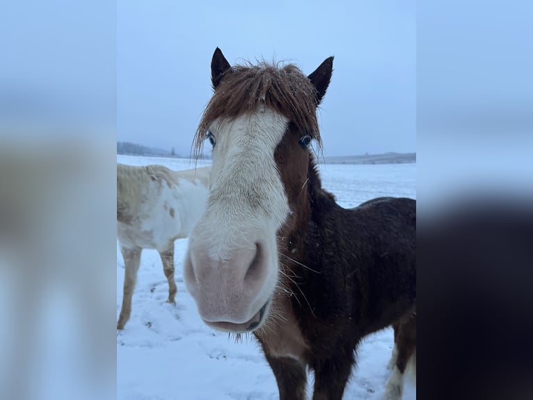 Icelandic Horse Gelding 11 years 14,1 hh Chestnut-Red in Condécourt