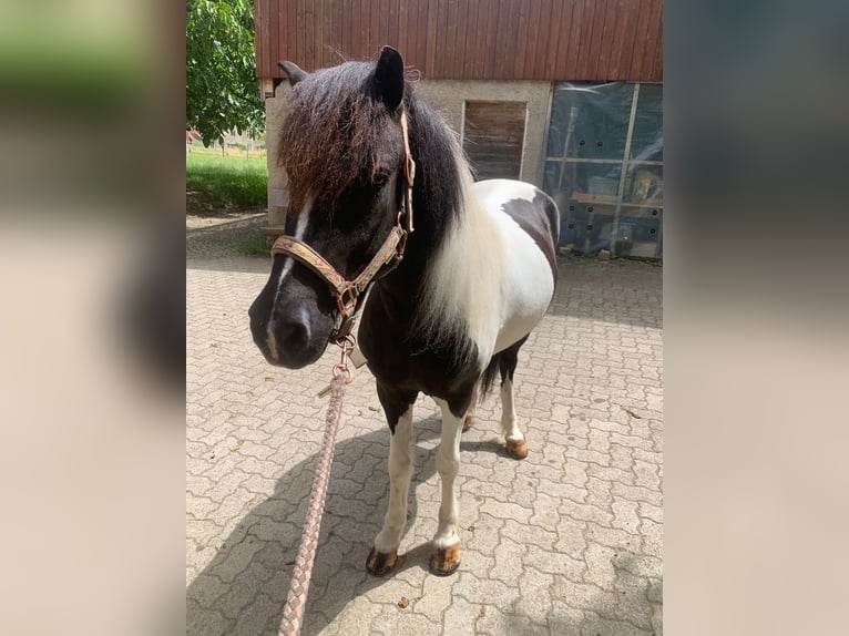 Icelandic Horse Gelding 11 years 14,1 hh Pinto in Osterfingen