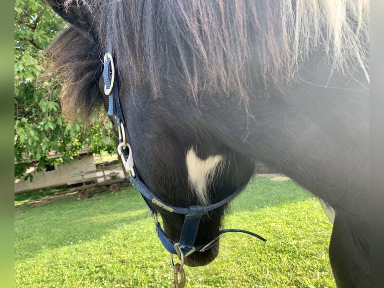 Icelandic Horse Gelding 11 years 14,1 hh Pinto in Osterfingen