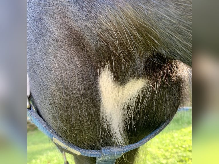 Icelandic Horse Gelding 11 years 14,1 hh Pinto in Osterfingen