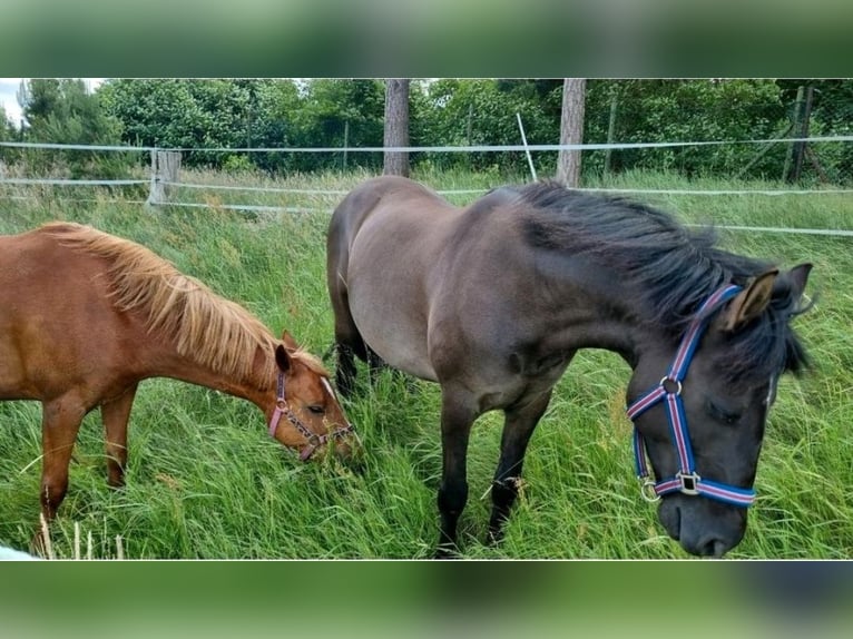 Icelandic Horse Mix Gelding 11 years 14,3 hh Black in Bergen