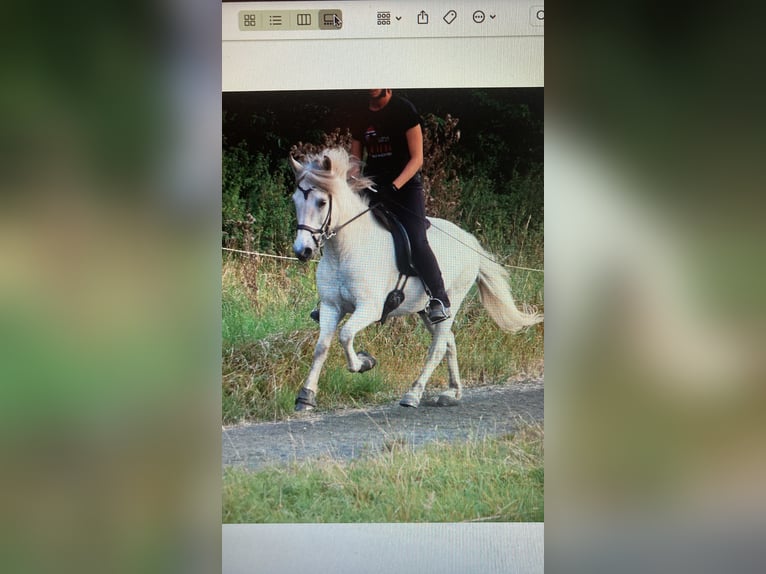 Icelandic Horse Gelding 11 years Gray in Marburg