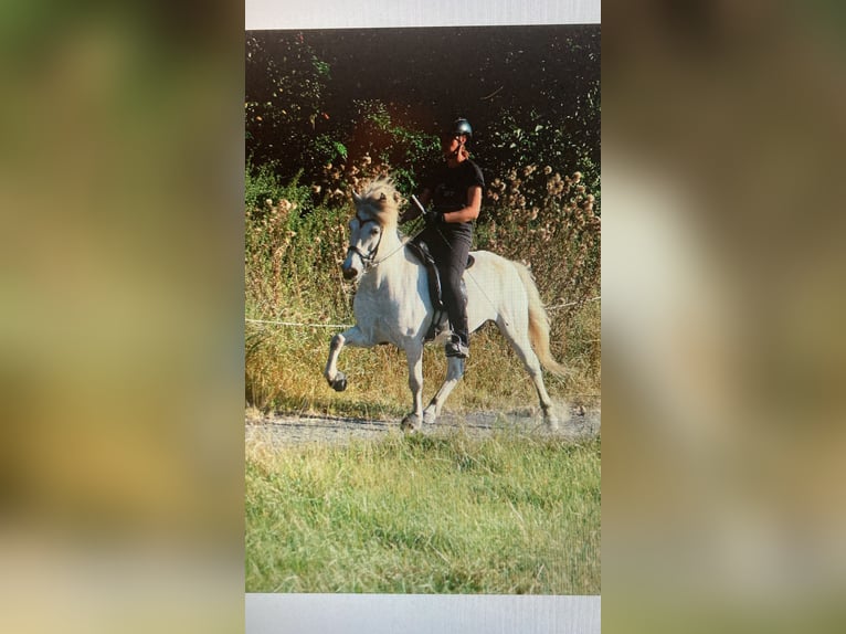 Icelandic Horse Gelding 11 years Gray in Marburg