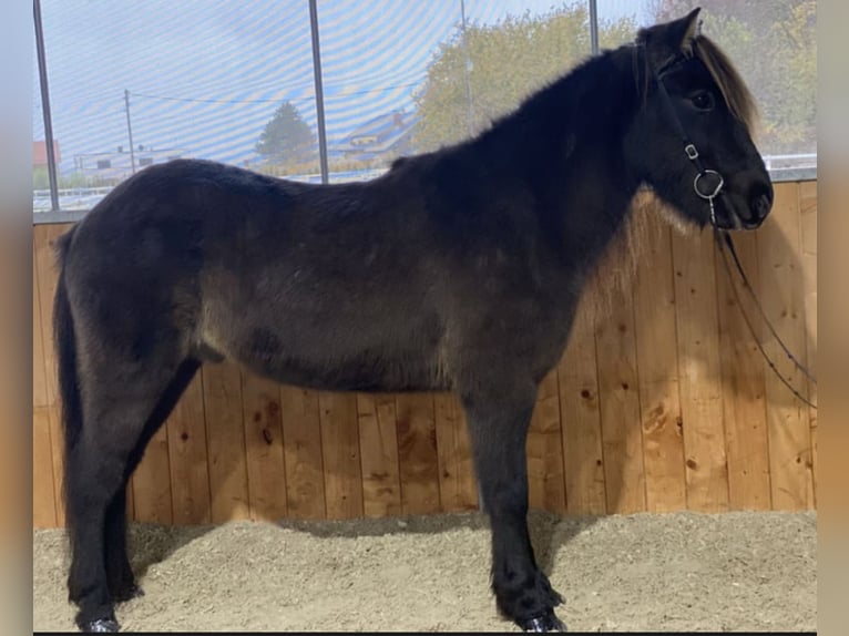 Icelandic Horse Gelding 12 years 13,1 hh Black in Lochen am See