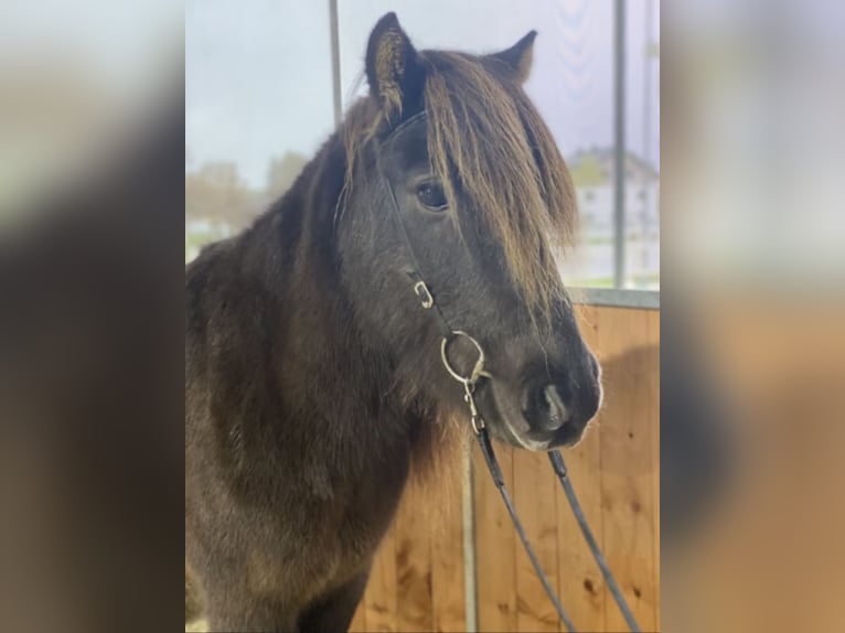 Icelandic Horse Gelding 12 years 13,1 hh Black in Lochen am See