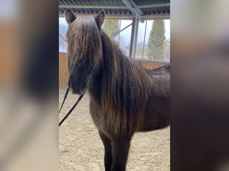 Icelandic Horse Gelding 12 years 13,1 hh Black in Lochen am See