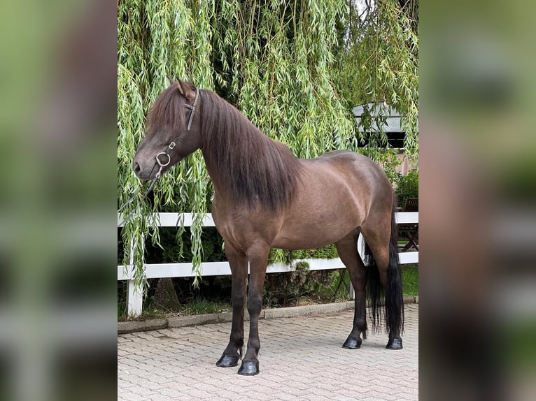 Icelandic Horse Gelding 12 years 13,1 hh Black in Lochen am See