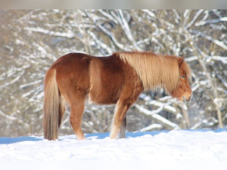 Icelandic Horse Gelding 12 years 13,1 hh Chestnut-Red in Bad Arolsen