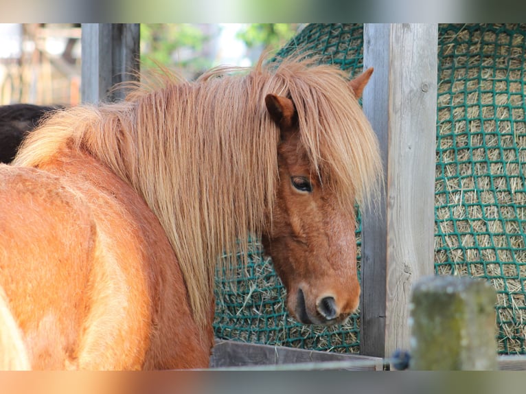 Icelandic Horse Gelding 12 years 13,1 hh Chestnut-Red in Bad Arolsen