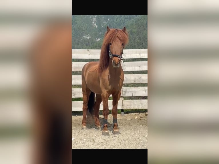 Icelandic Horse Gelding 12 years 13.1 hh Chestnut-Red in Seefeld in Tirol