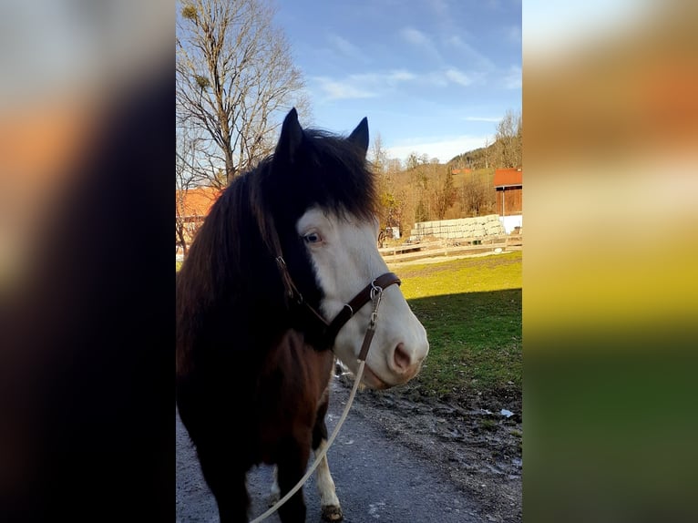 Icelandic Horse Gelding 12 years 13,1 hh in Lenggries