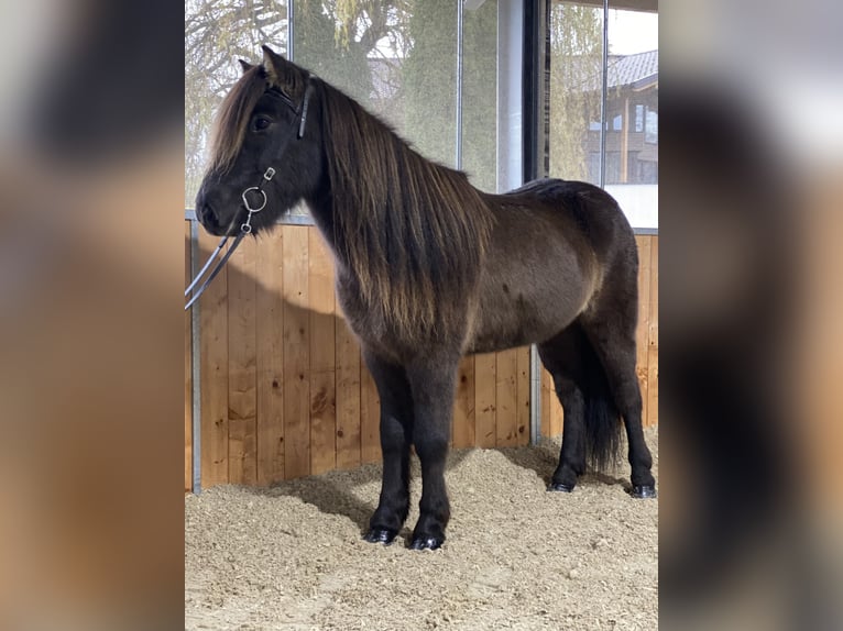 Icelandic Horse Gelding 12 years 13,1 hh in Lochen am See