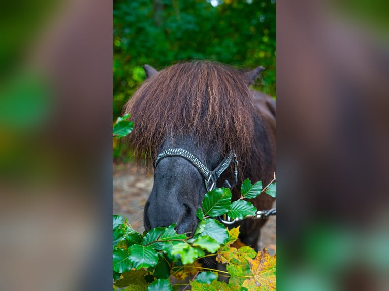 Icelandic Horse Gelding 12 years 13.1 hh  in Gretzenbach