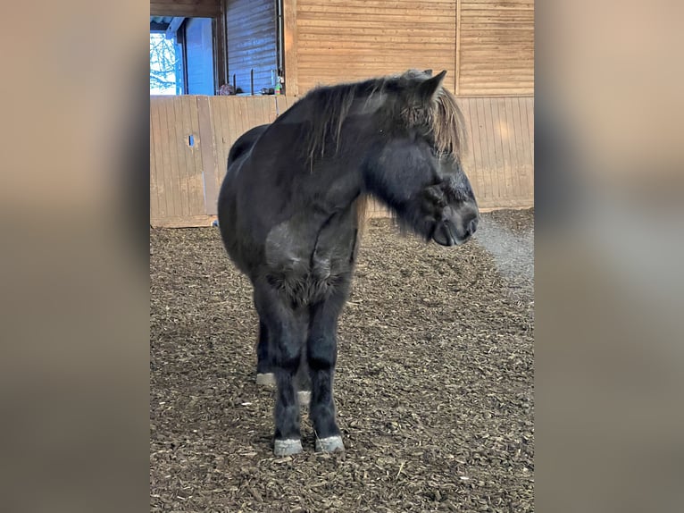 Icelandic Horse Gelding 12 years 13,1 hh Smoky-Black in Egestorf