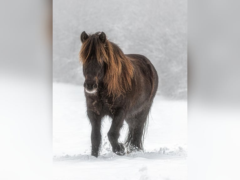 Icelandic Horse Gelding 12 years 13,1 hh Smoky-Black in Egestorf