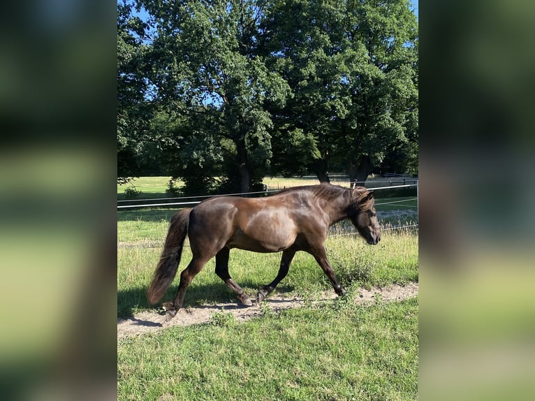 Icelandic Horse Gelding 12 years 13,1 hh Smoky-Black in Egestorf