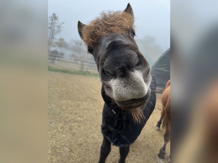 Icelandic Horse Gelding 12 years 13,1 hh Smoky-Black in Egestorf