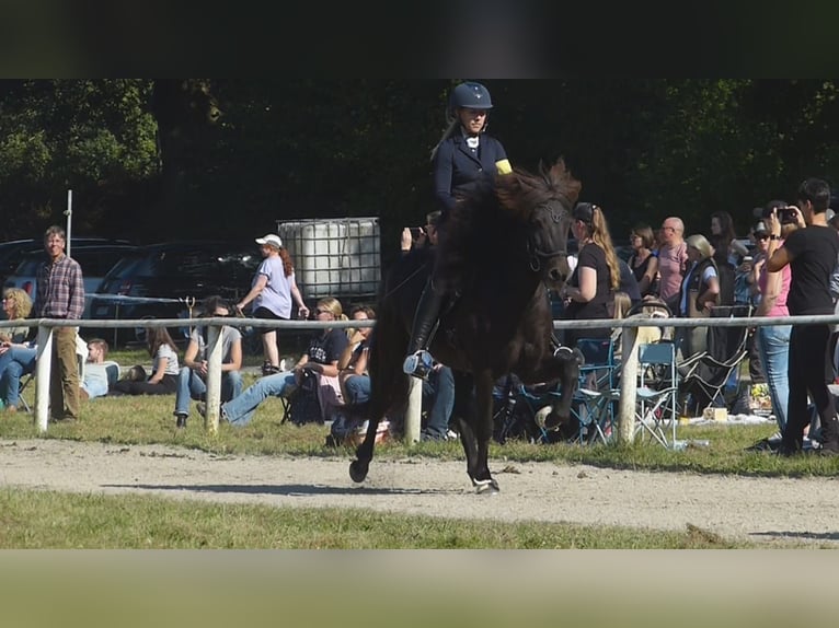 Icelandic Horse Gelding 12 years 13.2 hh Black in Wasbek