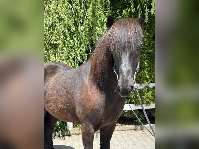 Icelandic Horse Gelding 12 years 13,3 hh Black in Lochen am See