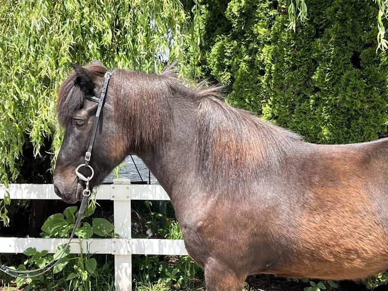 Icelandic Horse Gelding 12 years 13,3 hh Black in Lochen am See