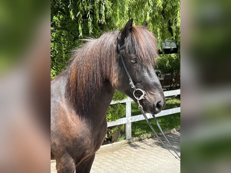 Icelandic Horse Gelding 12 years 13,3 hh Black in Lochen am See