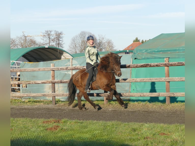 Icelandic Horse Gelding 12 years 13,3 hh Black in Euskirchen