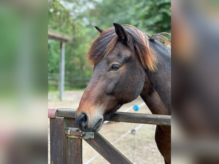 Icelandic Horse Gelding 12 years 13,3 hh Brown in Klein Köhren