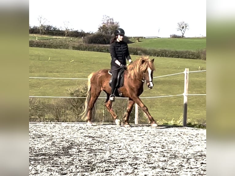 Icelandic Horse Gelding 12 years 13,3 hh Chestnut in Nettersheim