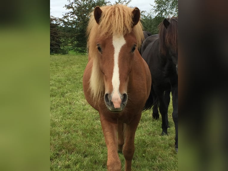 Icelandic Horse Gelding 12 years 13,3 hh Chestnut in Nettersheim