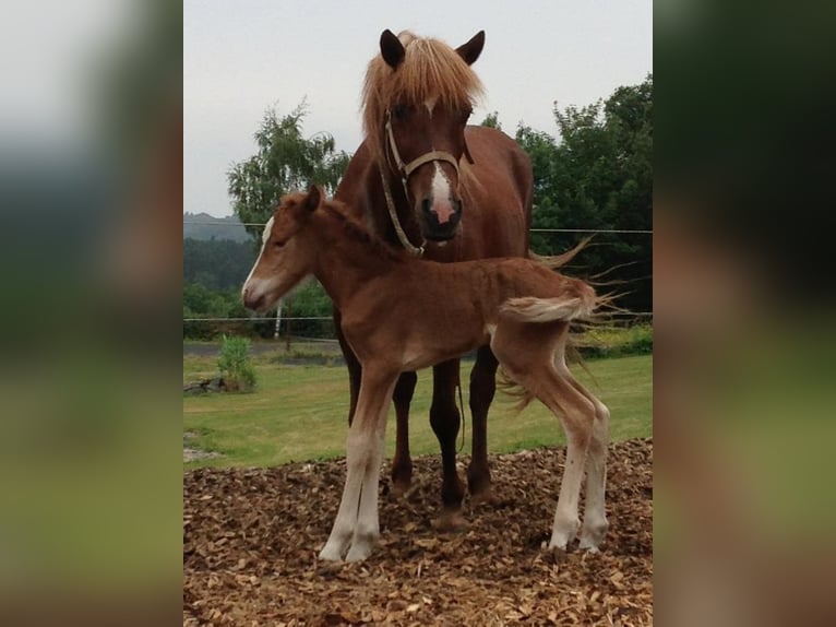 Icelandic Horse Gelding 12 years 13,3 hh Chestnut in Nettersheim