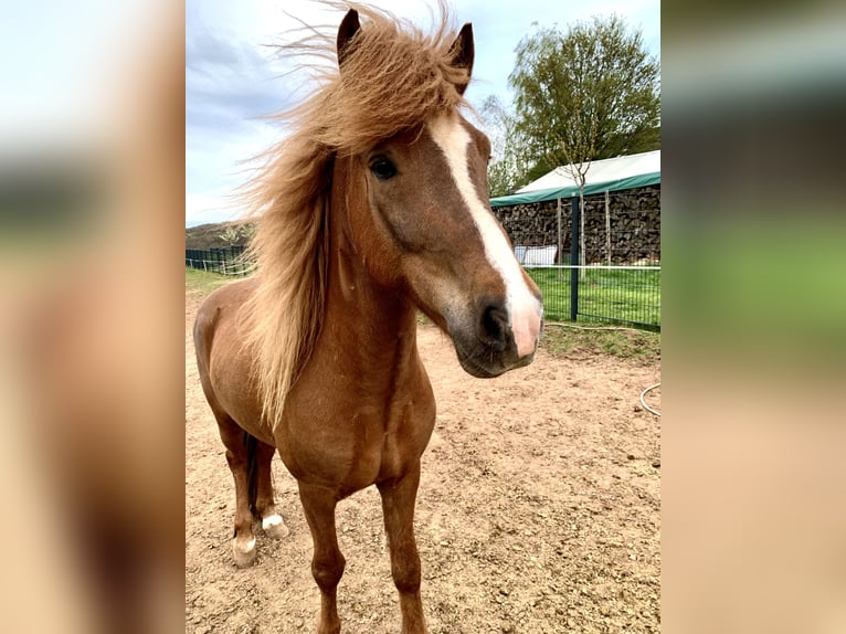 Icelandic Horse Gelding 12 years 13,3 hh Chestnut in Nettersheim