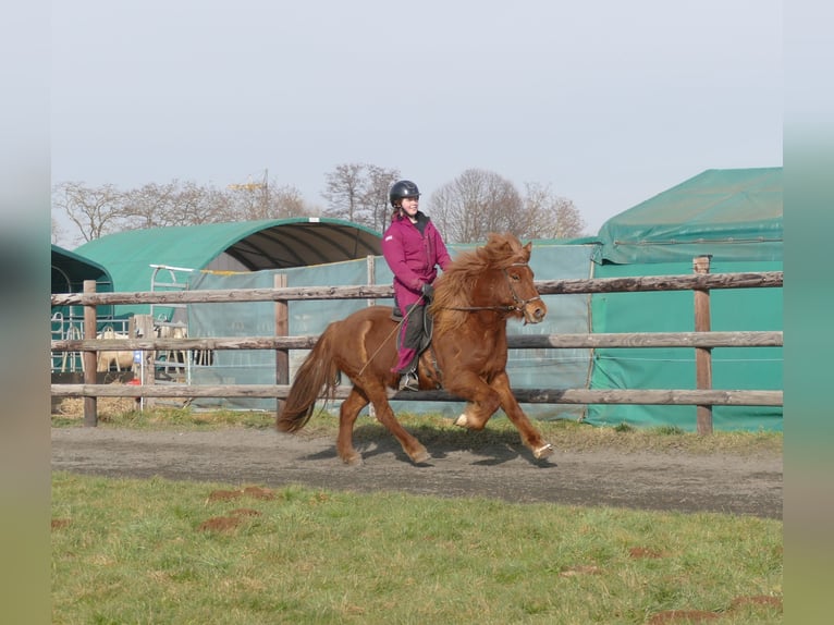 Icelandic Horse Gelding 12 years 13,3 hh Chestnut-Red in Euskirchen