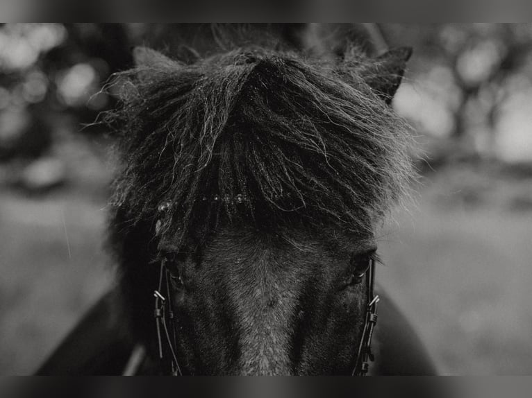Icelandic Horse Gelding 12 years 13,1 hh Black in Rosenberg