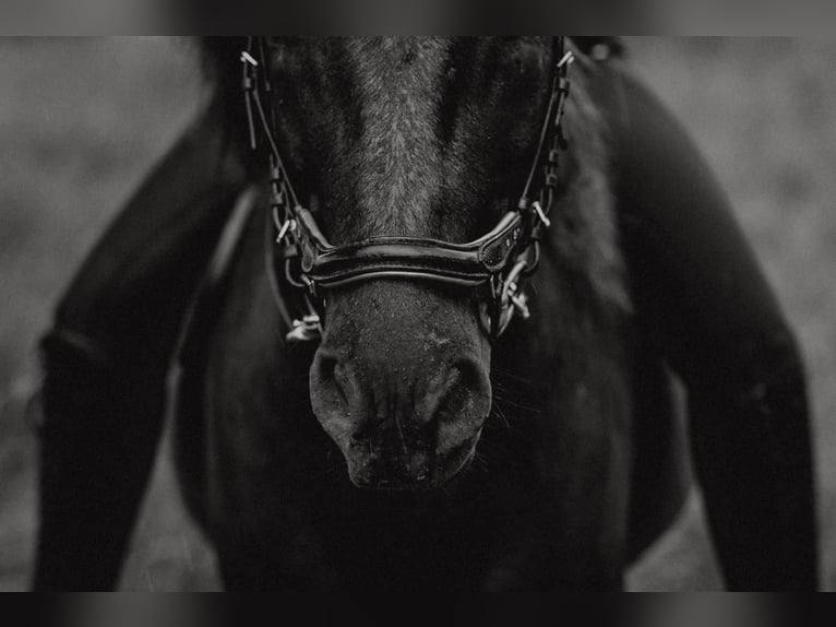 Icelandic Horse Gelding 12 years 13,1 hh Black in Rosenberg