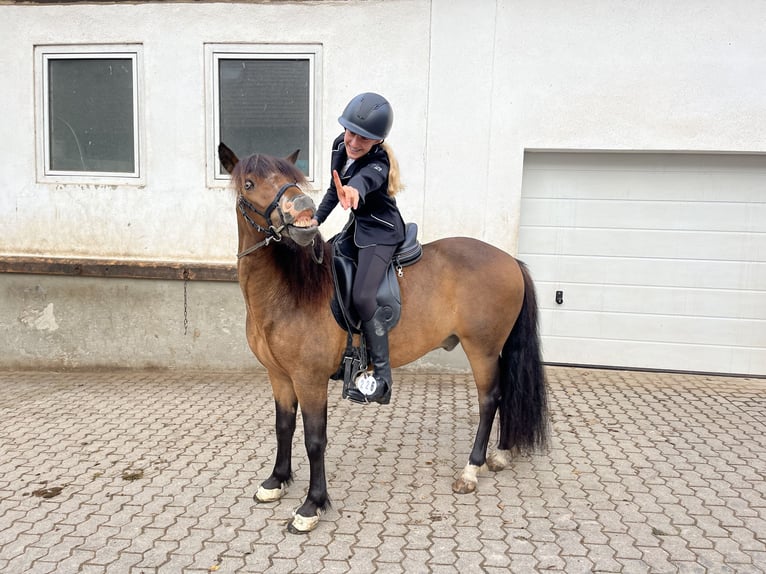 Icelandic Horse Gelding 12 years 13,1 hh Brown in Zwingenberg