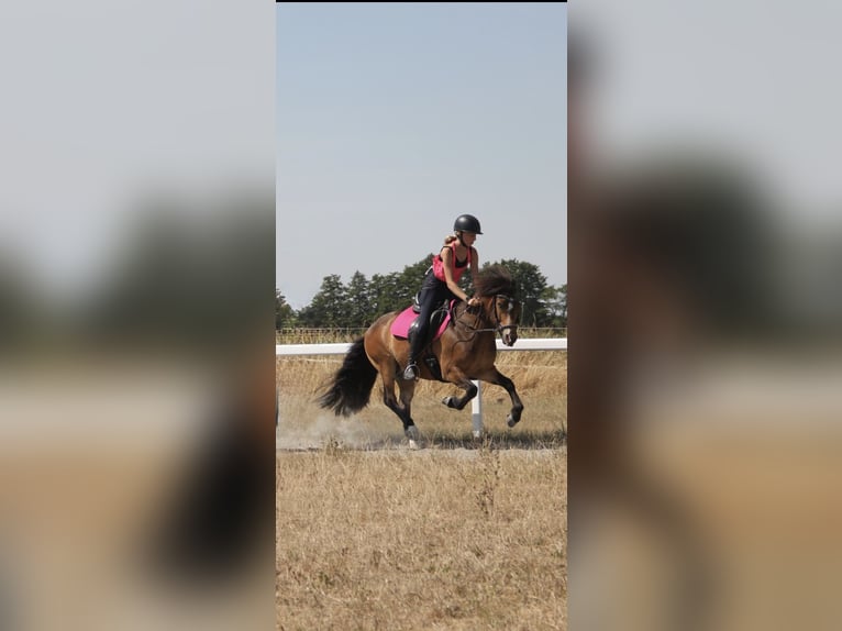 Icelandic Horse Gelding 12 years 13,1 hh Brown in Zwingenberg