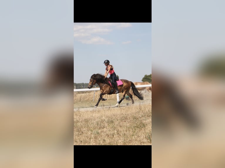 Icelandic Horse Gelding 12 years 13,1 hh Brown in Zwingenberg