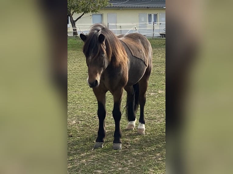 Icelandic Horse Gelding 12 years 13,1 hh Brown in Zwingenberg