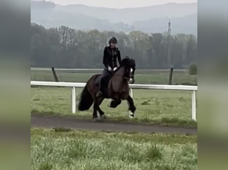Icelandic Horse Gelding 12 years 13,1 hh Brown in Zwingenberg